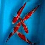 MIX KOHAKU 23-26 CM