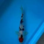 TANCHO SANKE 26 CM