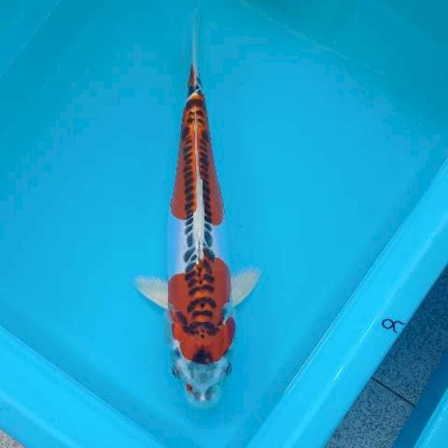 KIKOKURYU 33 CM 