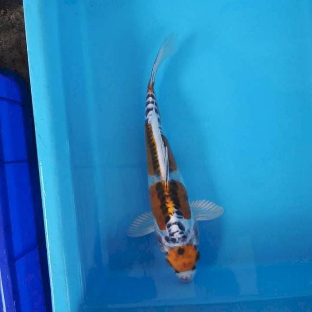 MARUTEN KIKOKURYU 32 CM