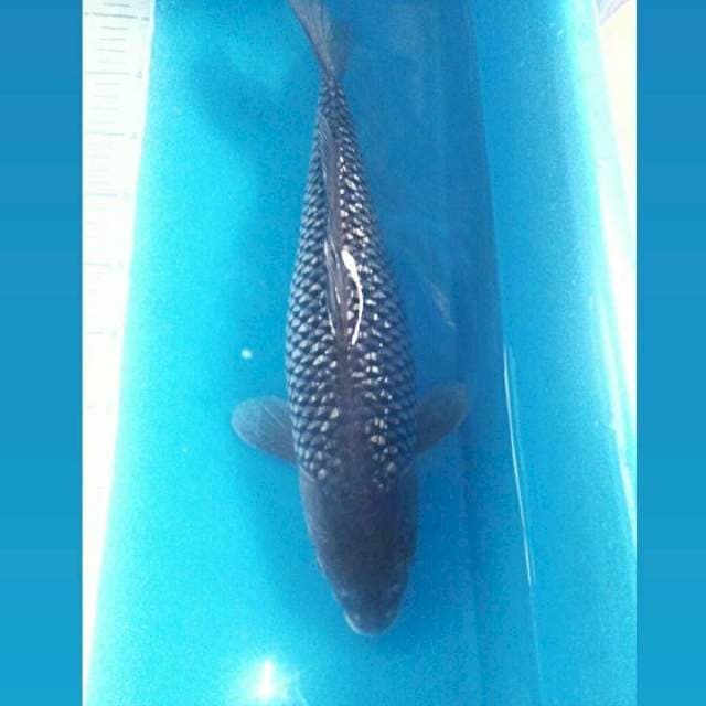 Soragoi Ginrin, 43 cm