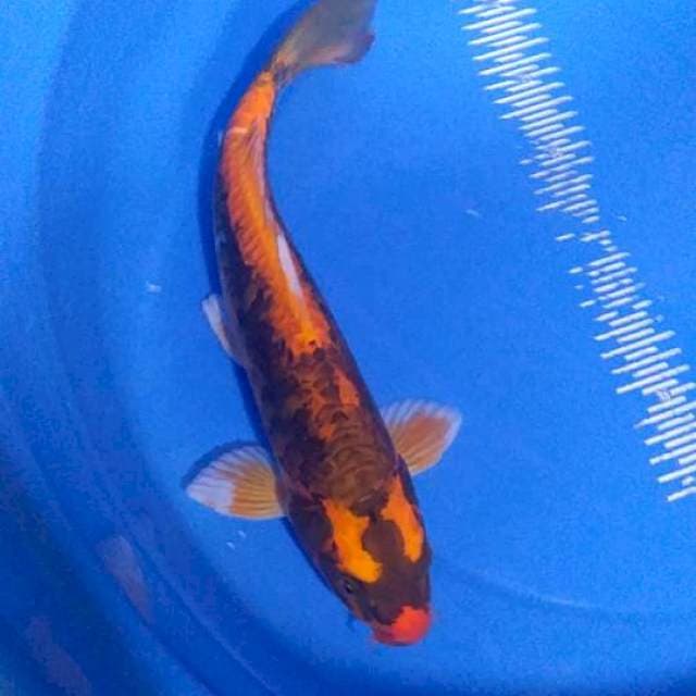 Kabuto doit 38 cm male