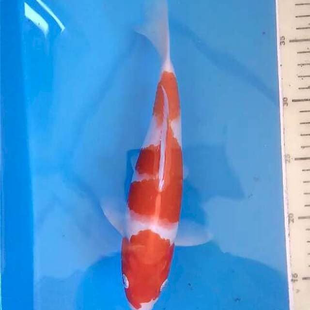Kohaku ~24