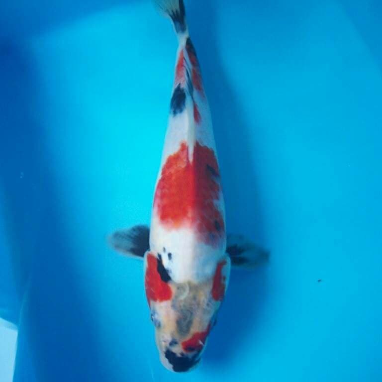 KINDAI SHOWA TATEGOI