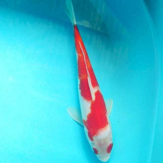 Kohaku 27  cm male