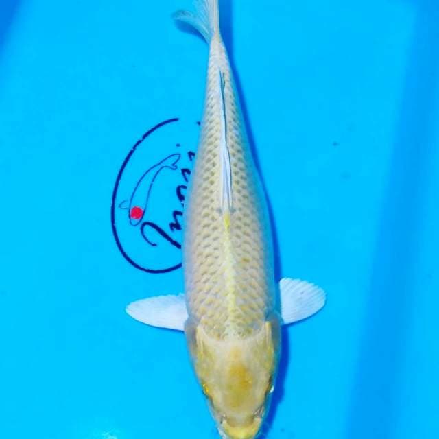 Ogon 28cm fm