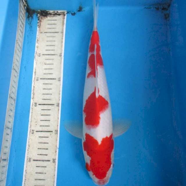 Kohaku30up