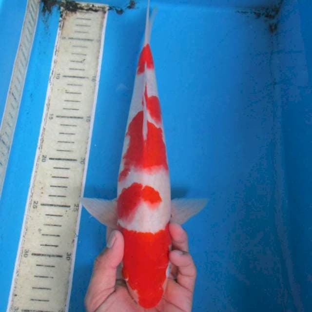 Kohaku30up