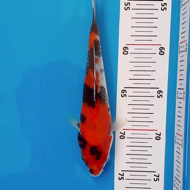 Showa Sanke Isa Koi Farm