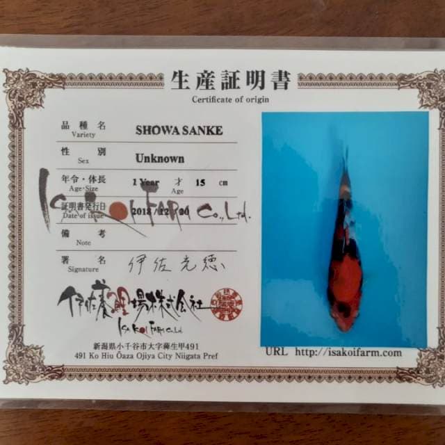 Showa Sanke Isa Koi Farm