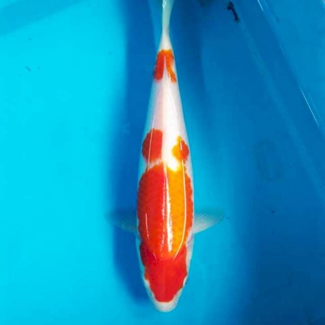 Kohaku