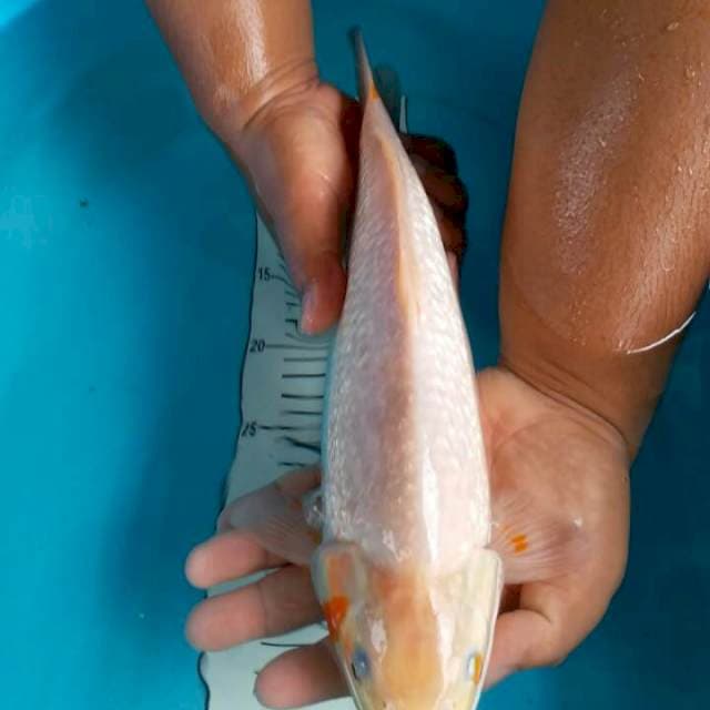 asagi putih ginrin 38 cm jantan