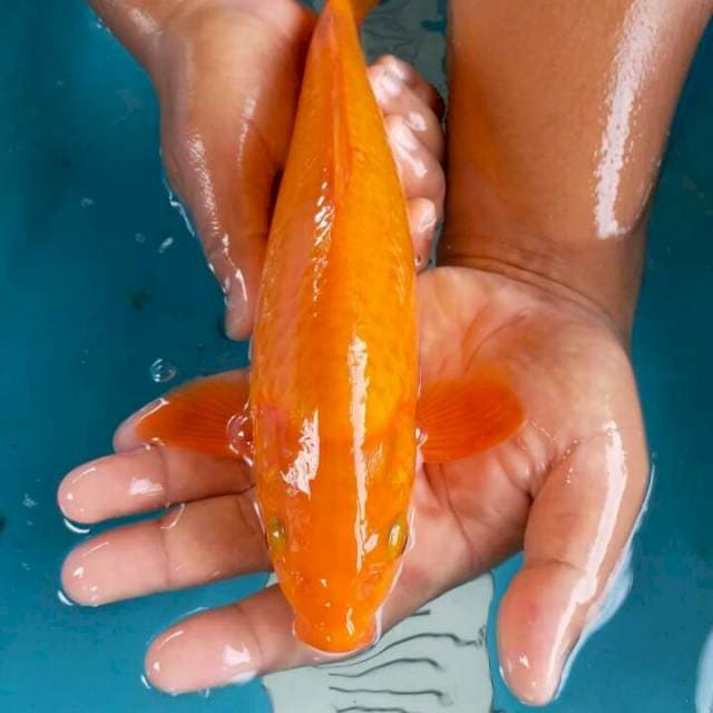 orenji jantan
