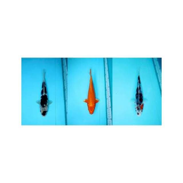 Paket mix 3 ekor 22cm-25cm-23cm