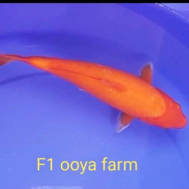 29cm F1 ooya farm prospek