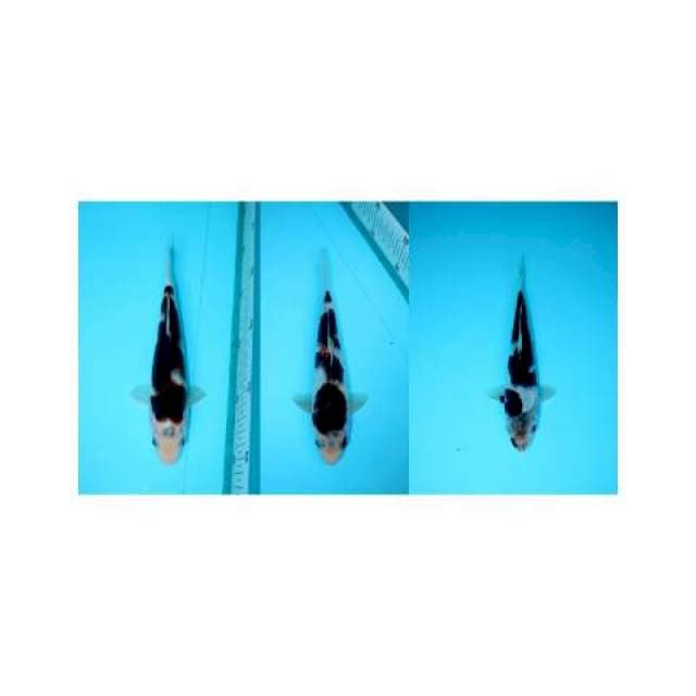Paket Goromo 3 ekor 21cm-21cm-18cm