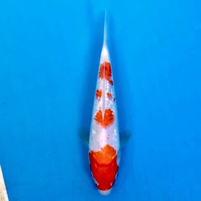 Ginrin kohaku 21cm