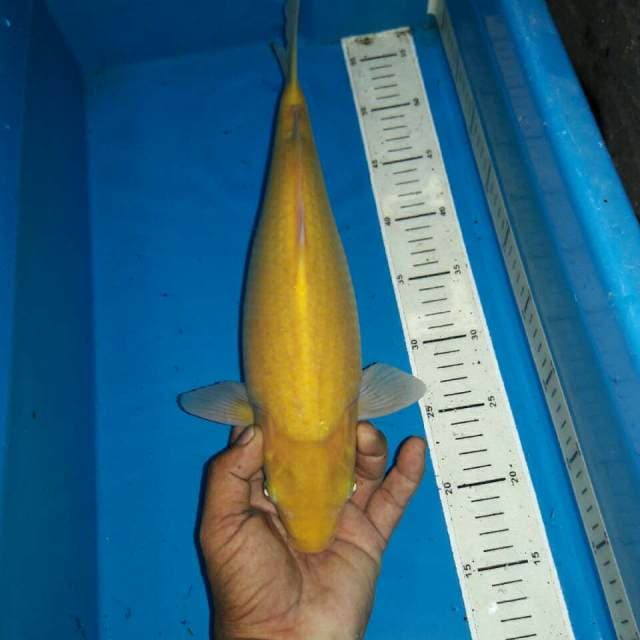 Karasi