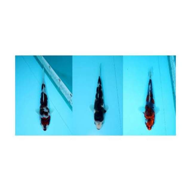 Paket mix 3 ekor 19-16-20 cm