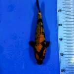 Hi utsuri 24cm