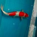 Kohaku doitsu 3 step