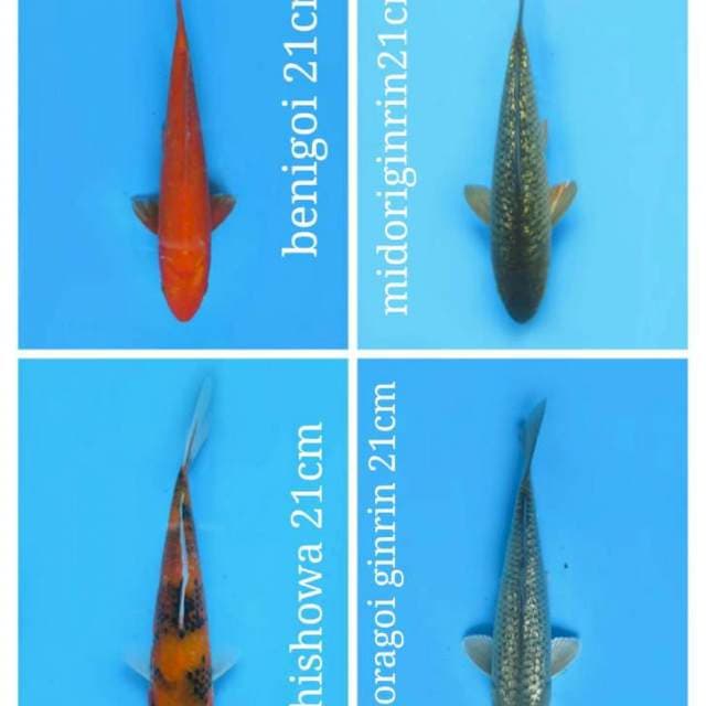 mix Benigoi 21cm, midorigindrin 21cm, hi showa 21cm, saragoi gindrin 21cm male ๐