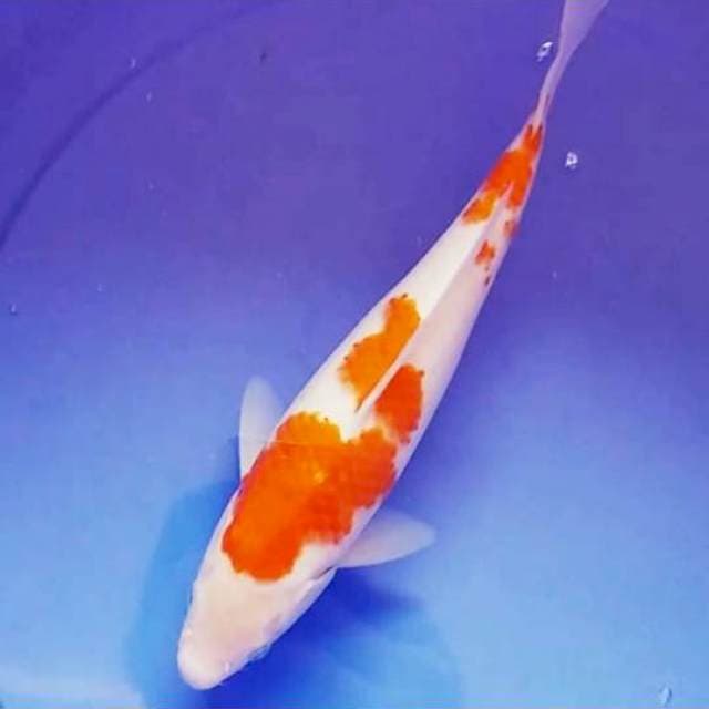 Ai goromo 34cm