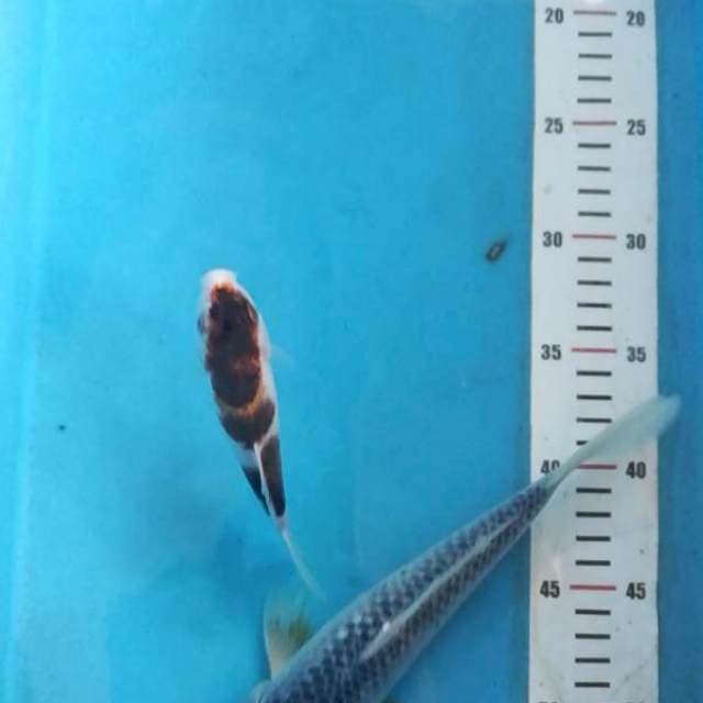 Goromo 14 cm dan Asagi 24 cm