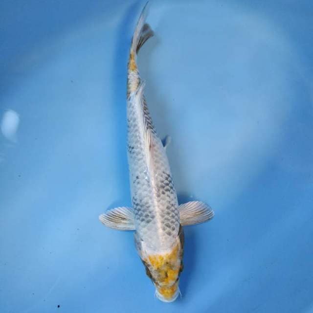 KIN SHOWA 30cm