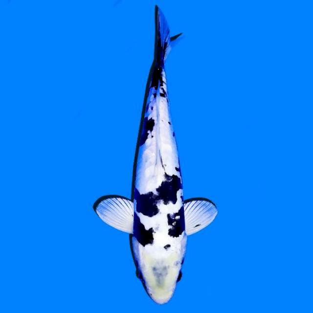 Kinzukumoryu