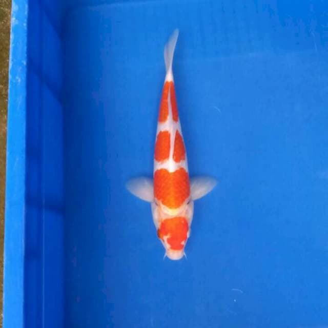 Maruten kohaku