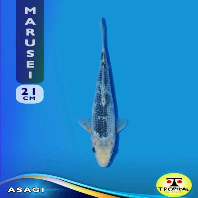 Asagi (Marusei Farm) 21cm. Import & Breeder Sertifikat