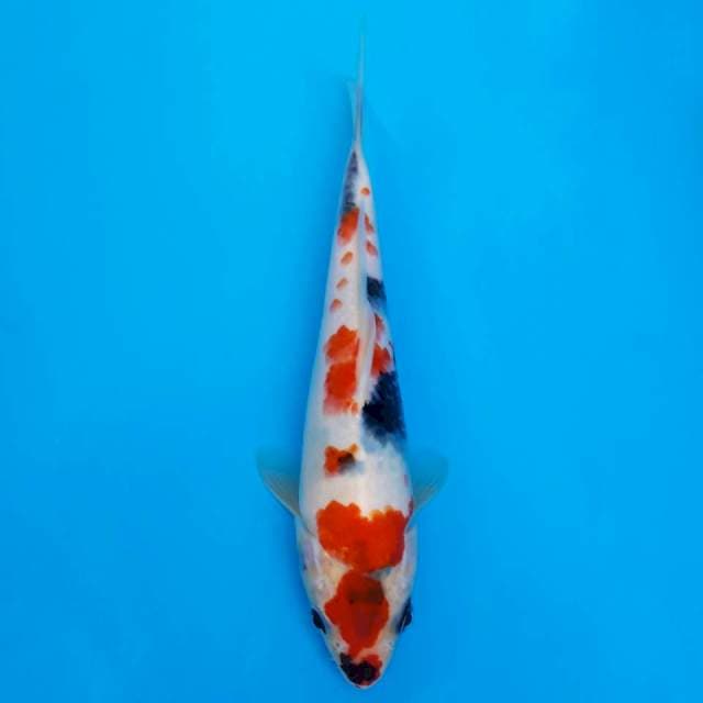 Kindai showa prospek 22cm