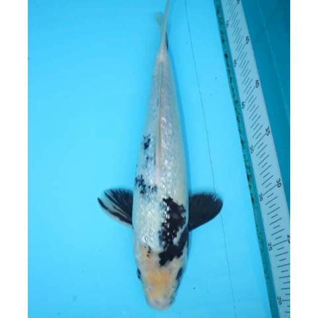 SHIRO GINRIN 33 CM MALE