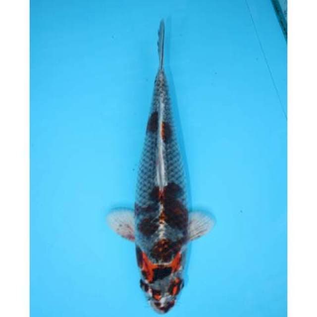 KUJAKU 32 CM FEMALE