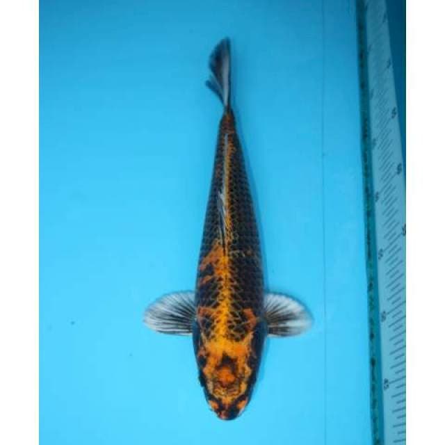 KIN UTSURI 31 CM MALE