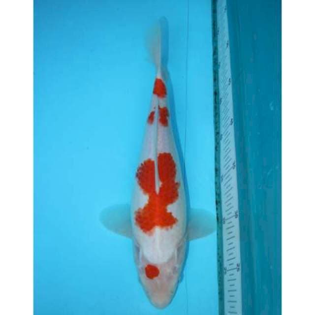 KOHAKU 31 CM FEMALE