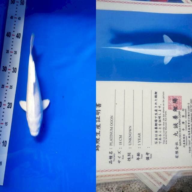 Platinum import marusei