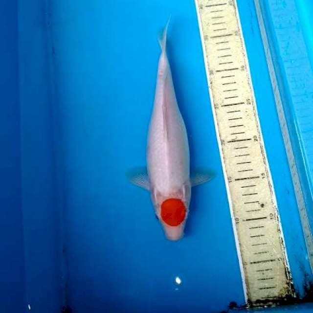 TANCHO KOHAKU