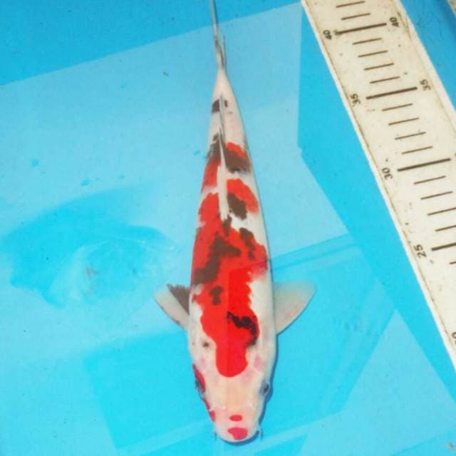 SANSHOKU ISTIMEWA
