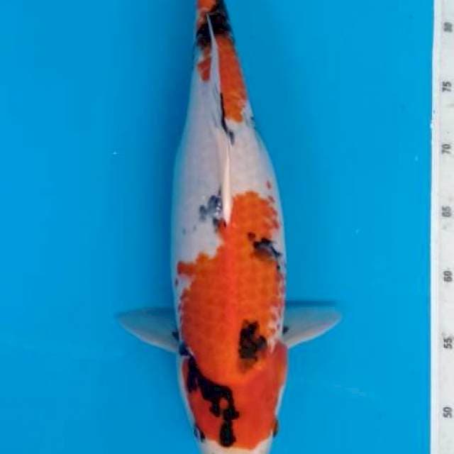 Showa Kwaliras female 45cm