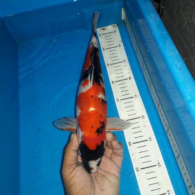 Showa