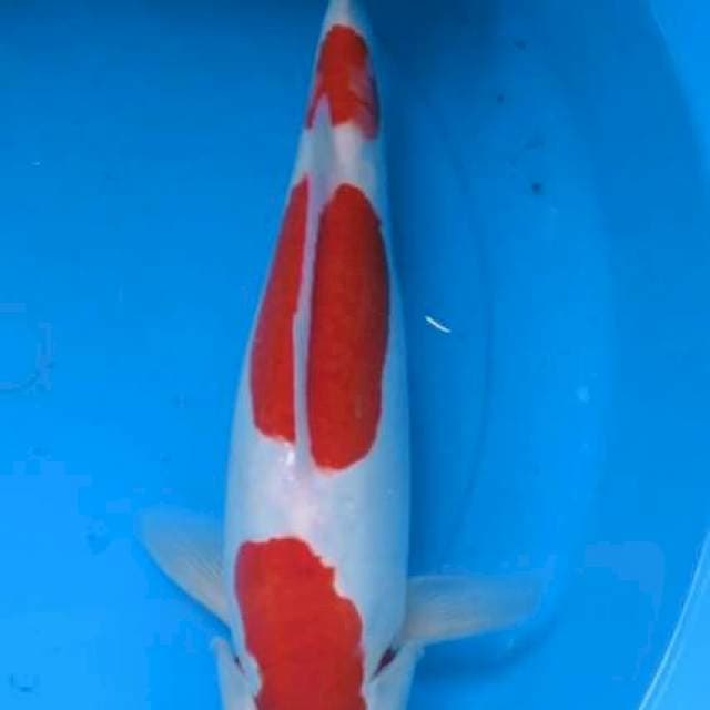 Kohaku Doit ori 34cm