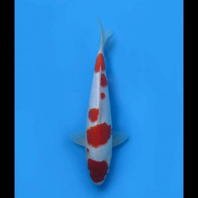 Maruten Kohaku Original - 30cm 