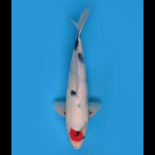 Tancho Showa Original - 40cm