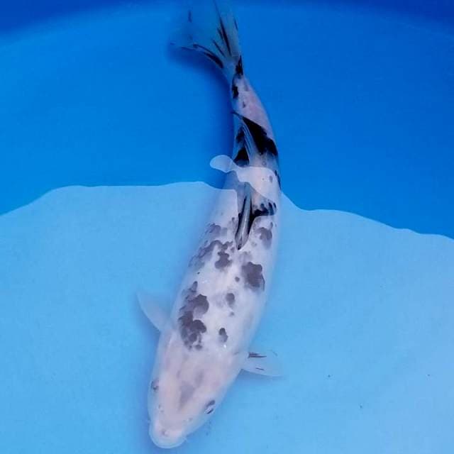 Shiro 28cm