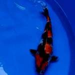 Showa 37cm