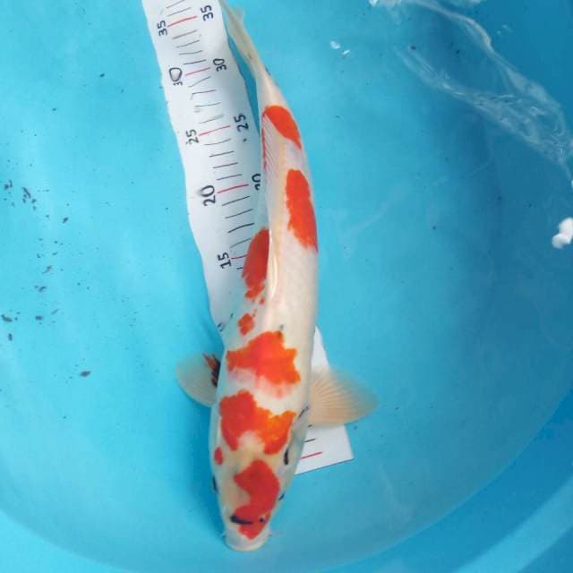 Showa 40cm