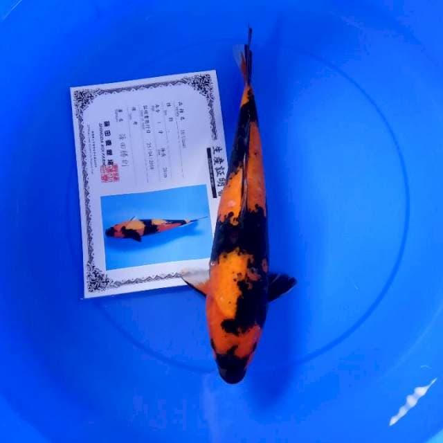 Hiutsuri import serty