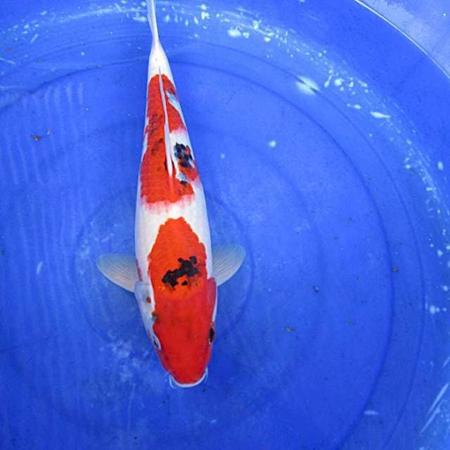 Showa ±37cm